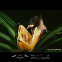 Merlin Tuttle's Bat Conservation image 3